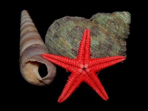 Sea shells close-up on a black background Stock Photos