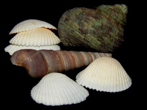 Sea shells close-up on a black background Stock Photos
