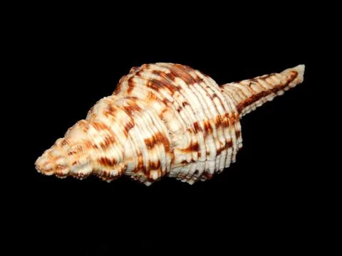 Sea shells close-up on a black background Stock Photos
