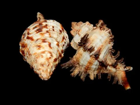 Sea shells close-up on a black background Stock Photos
