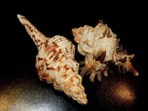 Sea shells close-up on a black background Stock Photos