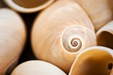 Sea shells close-up Stock Photos