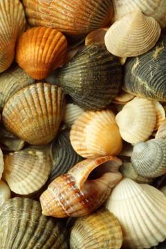 Sea shells close-up. wallpapers Stock-Fotos