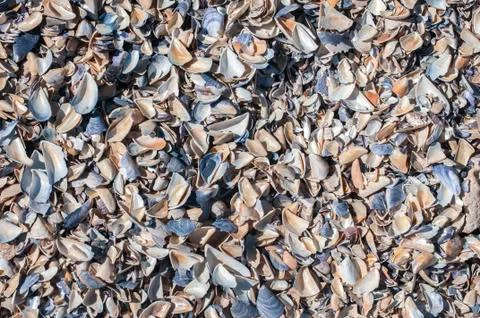 Sea shells closeup Stock Photos