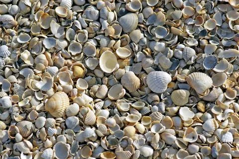 Sea shells. Coast. Beach Stock Photos