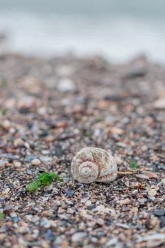 Sea shells collected on beach Stock Photos