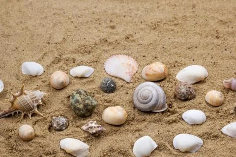 Sea shells collection on a sand background Stockfoto's