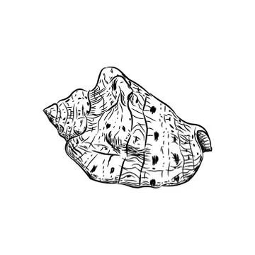 Sea shells Cypraecassis is a genus of medium-sized to large sea snails, marin Stock Illustration