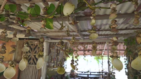 Sea shells decorations hang on the ceiling in the caribbean restaurant on the Stock Footage 236655769