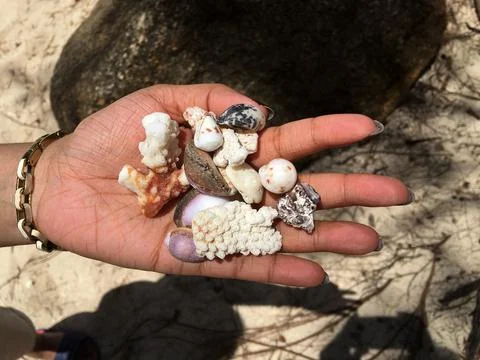 Sea shells displayed on the palm Stock Photos