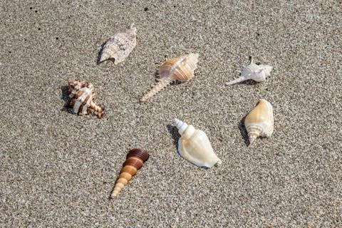 Sea shells exposition on the sand, background Stock Photos