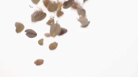 Sea shells fall in water in an aquarium on white background. Stock Footage 146654315