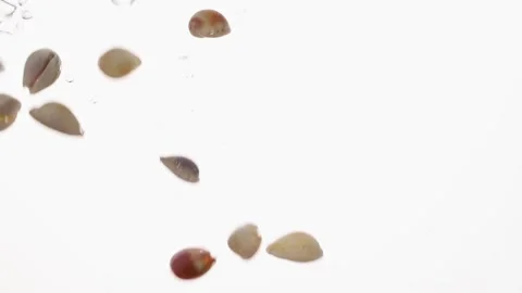 Sea shells fall in water in an aquarium on white background. Stock Footage 146654329