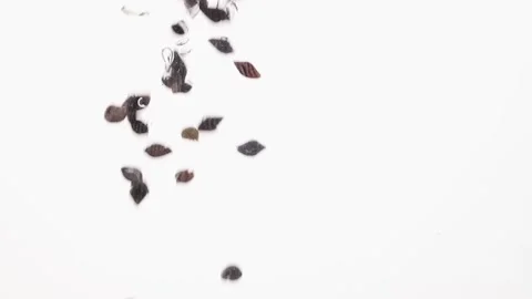 Sea shells fall in water in an aquarium on white background. Stock Footage 146654352