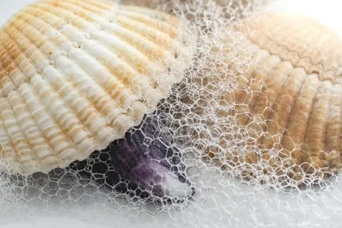 Sea shells with foam, macro background. Foto stock
