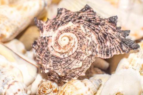 Sea shells in the foreground Stock Photos
