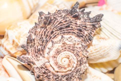 Sea shells in the foreground Stock Photos