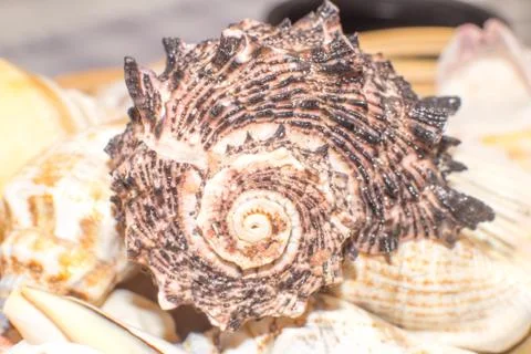Sea shells in the foreground Stock Photos