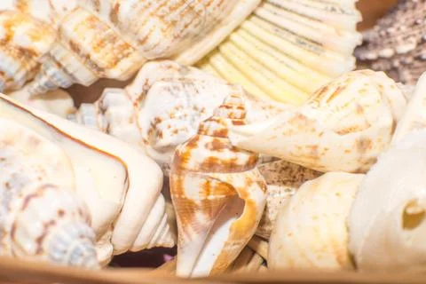 Sea shells in the foreground Stock Photos