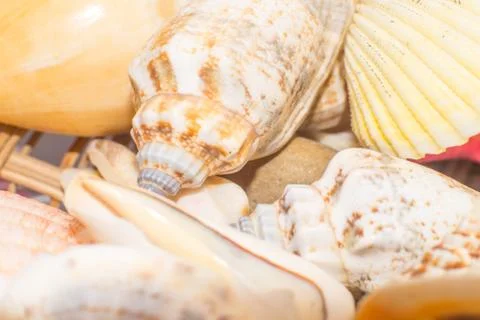 Sea shells in the foreground Stock Photos