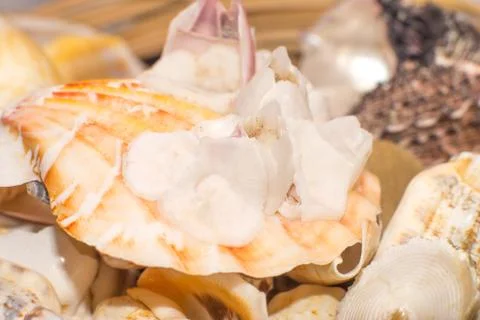 Sea shells in the foreground Stock Photos