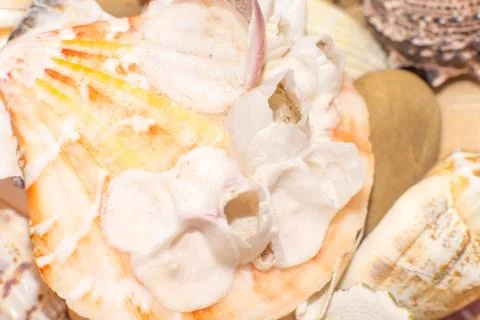 Sea shells in the foreground Stock Photos