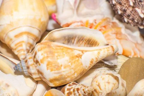 Sea shells in the foreground Stock Photos