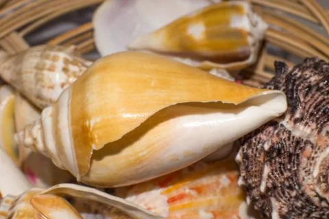 Sea shells in the foreground Stock Photos