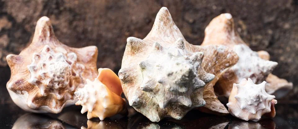 Sea shells in front of a brown background, panorama 스톡 사진