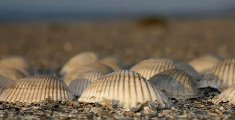 Sea shells full Stock Photos