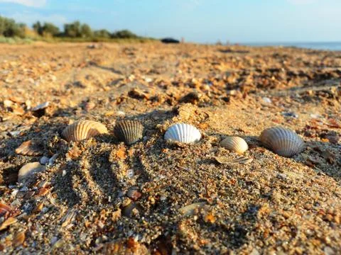 Sea shells of gold Stock Photos