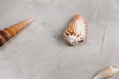 Sea shells on gray background. Abstract sea vacation background. Side view Stock Photos