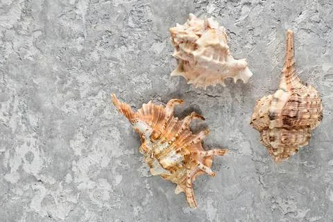 Sea shells on gray concrete surface for beach or nature theme Stock Photos