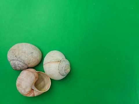 Sea shells on green background Stock Photos