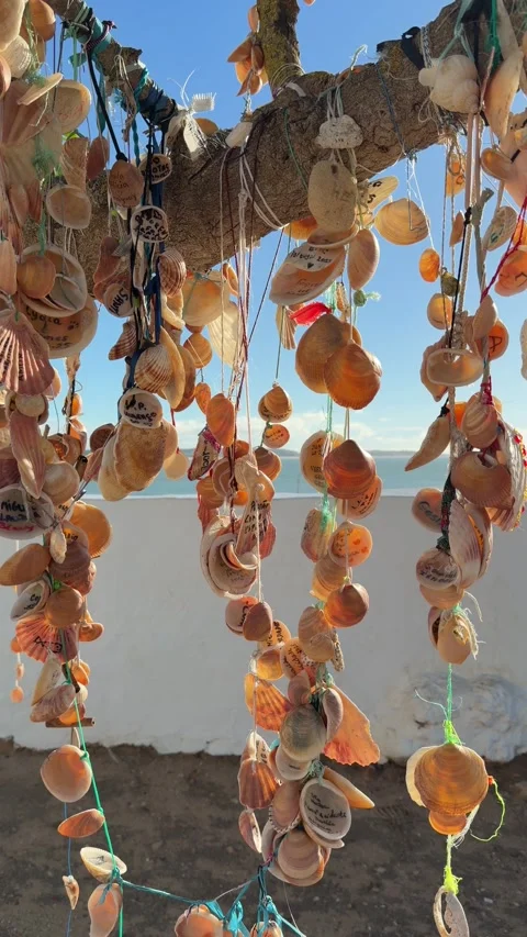 Sea shells hanging on a tree near Nossa Senhora da Rocha chapel, Algarve, Portug Stock Footage 333821971