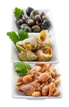 Sea shells with herbs. Stock Photos