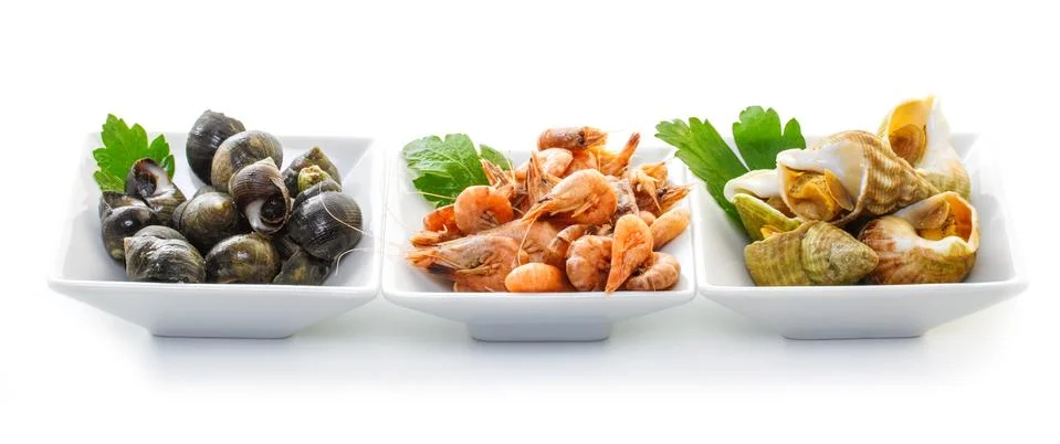 Sea shells with herbs. Stock Photos
