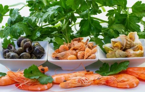 Sea shells with herbs. Stock Photos