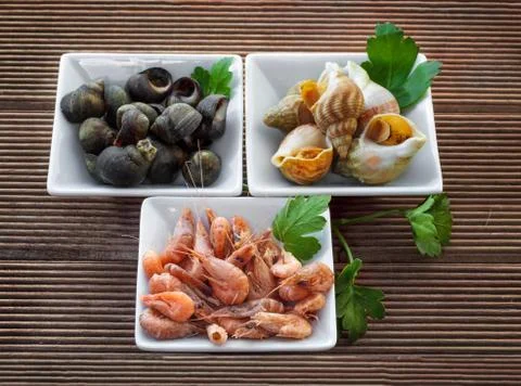 Sea shells with herbs Stock Photos