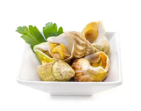 Sea shells with herbs on a white background Stock Photos