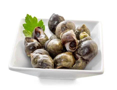 Sea shells with herbs on a white background Stock Photos