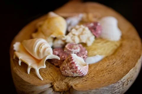 Sea Shells inside of a Coconut shell for decoration for the home Stock Photos