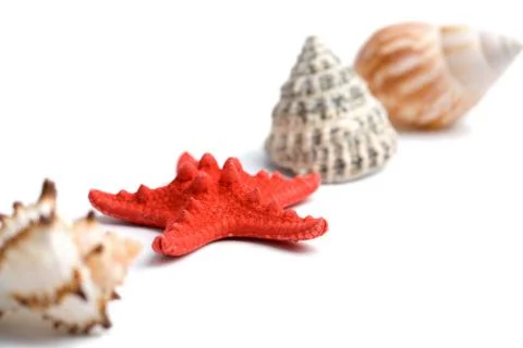 Sea shells isolated Stock Photos