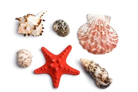 Sea shells isolated Stock Photos