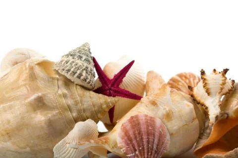 Sea shells isolated Stock Photos