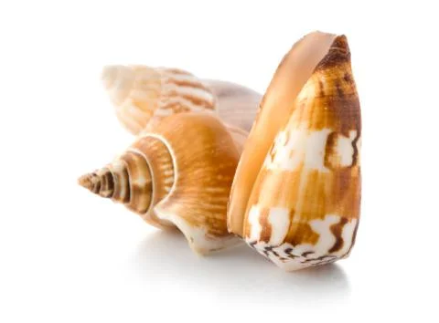 Sea shells isolated Stock Photos