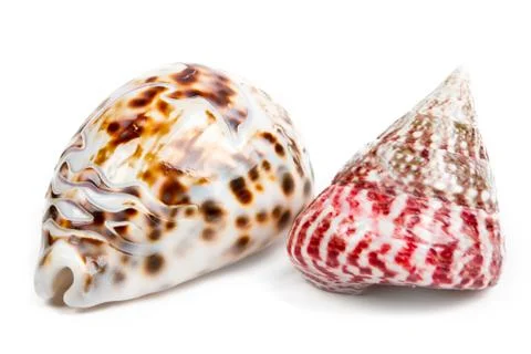 Sea shells isolated Stock Photos