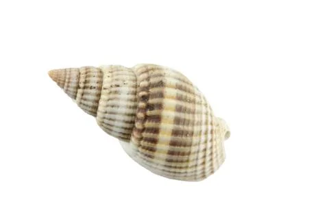 Sea shells isolated. Stockfoto's