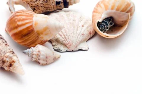 Sea shells isolated 스톡 사진