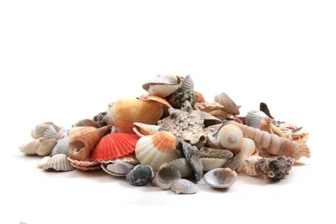 Sea shells isolated Foto stock